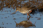 Redshank